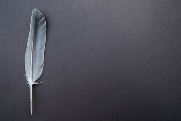 white grey feather on dark grey background. High quality photo
