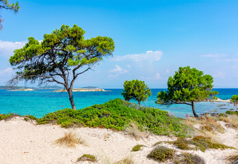 Fototapeta na wymiar Pine tree on Karydi beach in Vourvourou, Sithonia peninsila, Chalkidiki, Greece