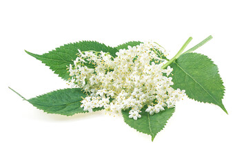 Elder flower blossoms on a white background. Elderberry flowers with green leaves. Sambucus.