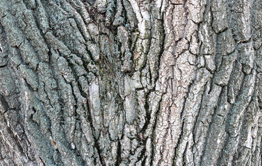 Beautiful shot of gray wood bark texture