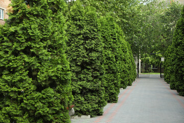 Green thuja trees alley road. Coniferous plant