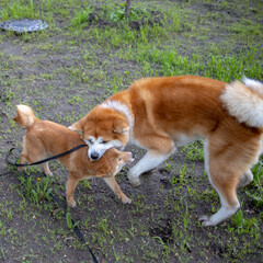 Shiba inu japanese dog puppy plays with akita dog