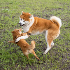 Shiba inu japanese dog puppy plays with akita dog