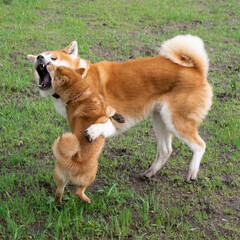Shiba inu japanese dog puppy plays with akita dog