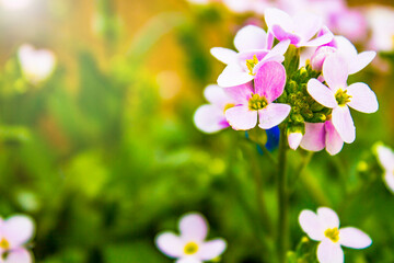 Colorful flower. Flower in garden at sunny summer or spring day. Flower for postcard beauty decoration and agriculture concept design.