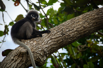 Mono (Hojas negruzcas) sobre un árbol en Railay