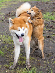 Shiba inu japanese dog puppy plays with akita dog