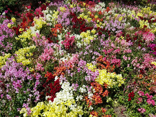 Landscape with a multicolored snapdragon flowerbed
