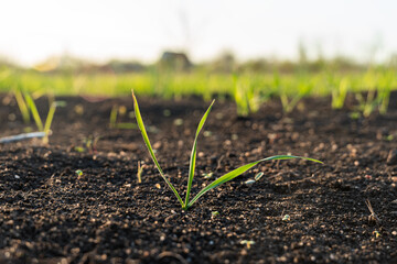 Agriculture plant seedling growing step concept in garden and sunlight