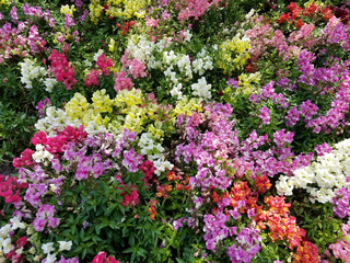 Multicolored floral background with a snapdragon flowerbed