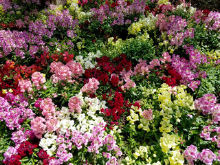 Landscape with a multicolored snapdragon flowerbed
