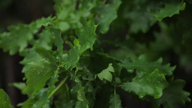 Rain drops from the oak branch