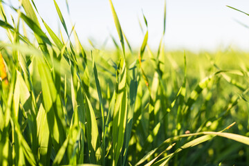 Obraz premium Green meadow or lawn in summer sunset rays. Natural background