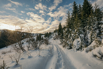 A path with trees on the side of a snow covered slope