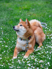 Shiba inu puppy in sakura leaves