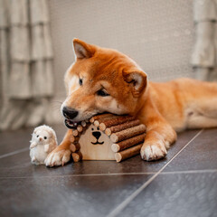Shiba inu puppy in the forest.