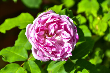 Pink Rose or Peony in a garden