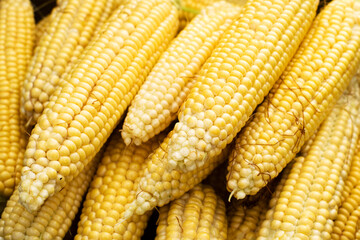 Fresh juicy sweet corn closeup