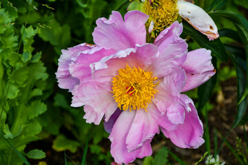 Pretty Pink and Yellow Flower in Spring