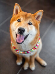 Shiba Inu cute smiling dog playing and having fun