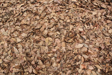 Hojas de otoño