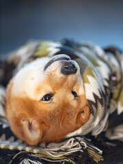 Shiba Inu cute smiling dog wrapped in a blanket