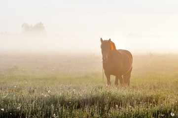 Horse in the fog in the morning sun. Rural landscape