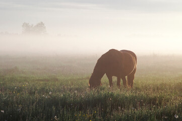 Fototapeta na wymiar Horse in the fog in the morning sun. Rural landscape