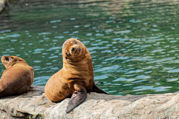 Animals – the seal poses for a photo.
