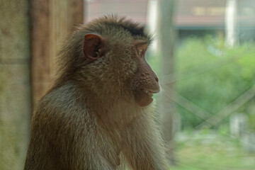 Animals – monkey in the zoo.