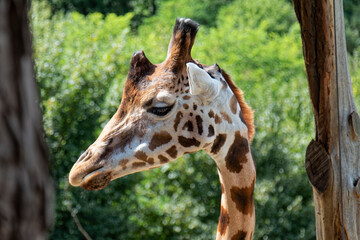 Animals – african giraffe.