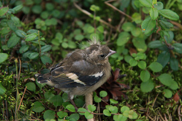 Little nestling of the european pied flycatcher
