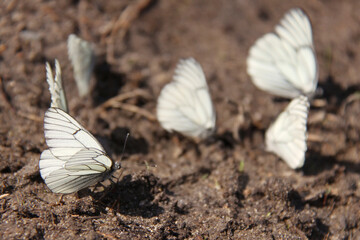 The black-veined white butterflies on the ground