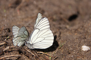 Aporia crataegi butterfly on the ground