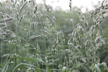 Spikes of dactylis glomerata, orchard grass, or cat grass on the meadow