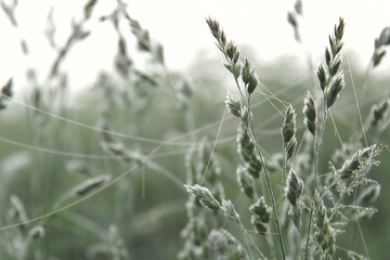 Spikes of dactylis glomerata, cock`s foot, orchard grass, or cat grass