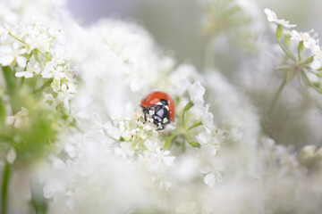Ladybug on white flowers. Close-up