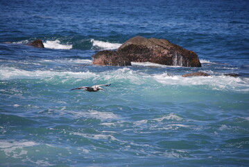 Fototapeta premium surfing in the sea