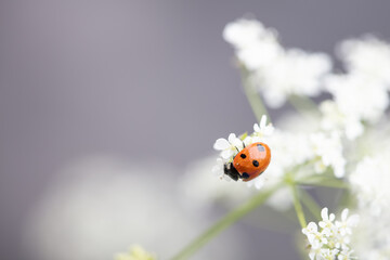 Ladybug on white flowers. Close-up