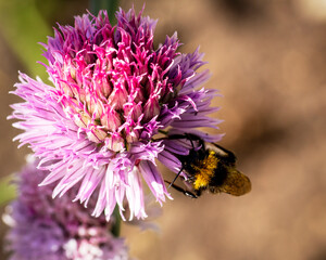 Bumble bee with head in a chive flower collecting nectar