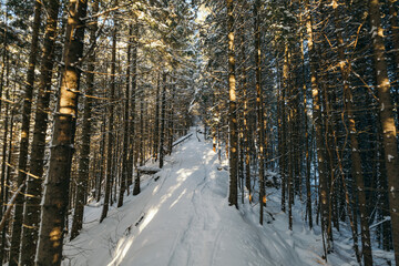 A man riding skis down a snow covered forest