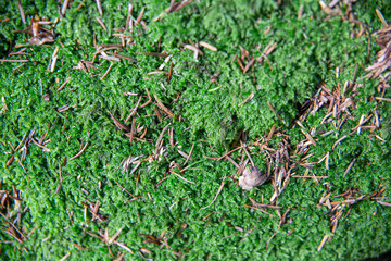 Fresh humid moss and pine needles after rain, juicy greenery