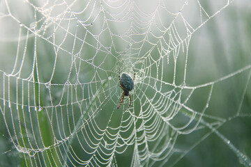 Aculepeira ceropegia (oak spider) on its web covered with dew