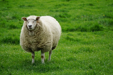 sheep on a green field