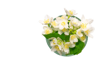Jasmine white flowers with green leaves in a glass cup, isolated on white background