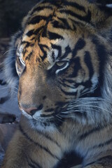 Tigre