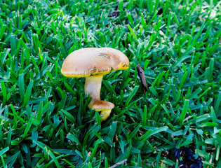 Close-up of brown mushroom and grass after rain