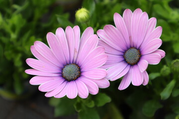 Obraz premium pink daisy flower