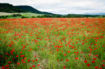 Road poppy, I will follow you wherever you go.