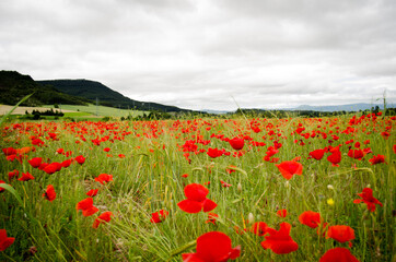 Road poppy, I will follow you wherever you go.